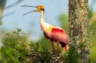 USA-Louisiana-Evangeline Parish Roseate spoonbill at nest calling Art Print